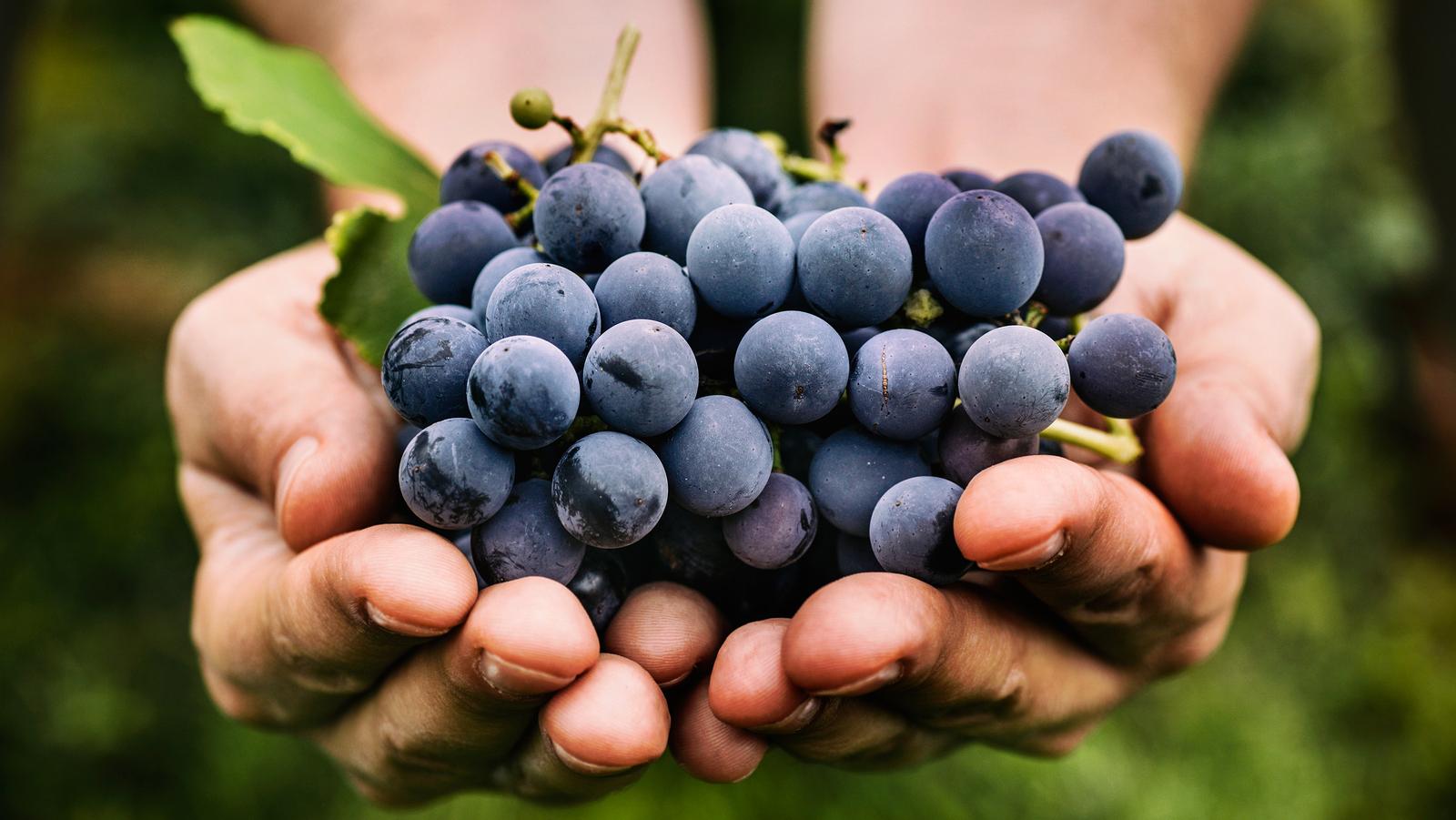 Szőlő gyógyhatásai: miért együnk szőlőt?