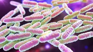 Bélbaktériumok: hogyan hizlalnak minket?