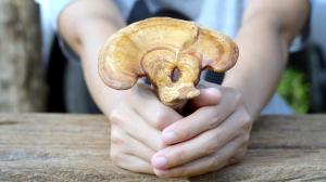 Immunerősítés ǀ Pecsétviaszgombával még eredményesebb