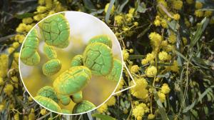 A pollenallergia, mint minden allergia, az autoimmun betegségek csoportjába tartozik