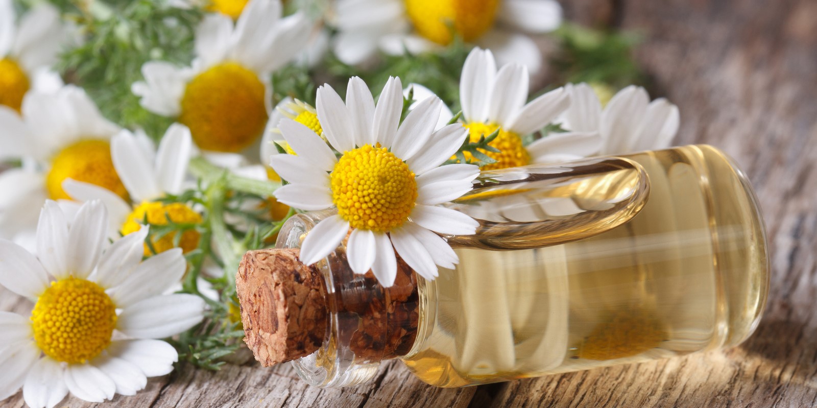 A kamilla jól ismert pihentető és nyugtató tulajdonságairól