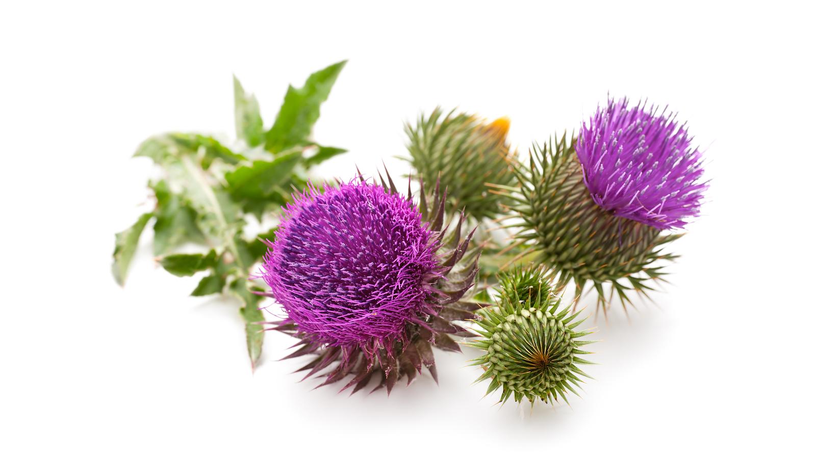 Máriatövis gyógyhatásai | Méregtelenítés természetesen