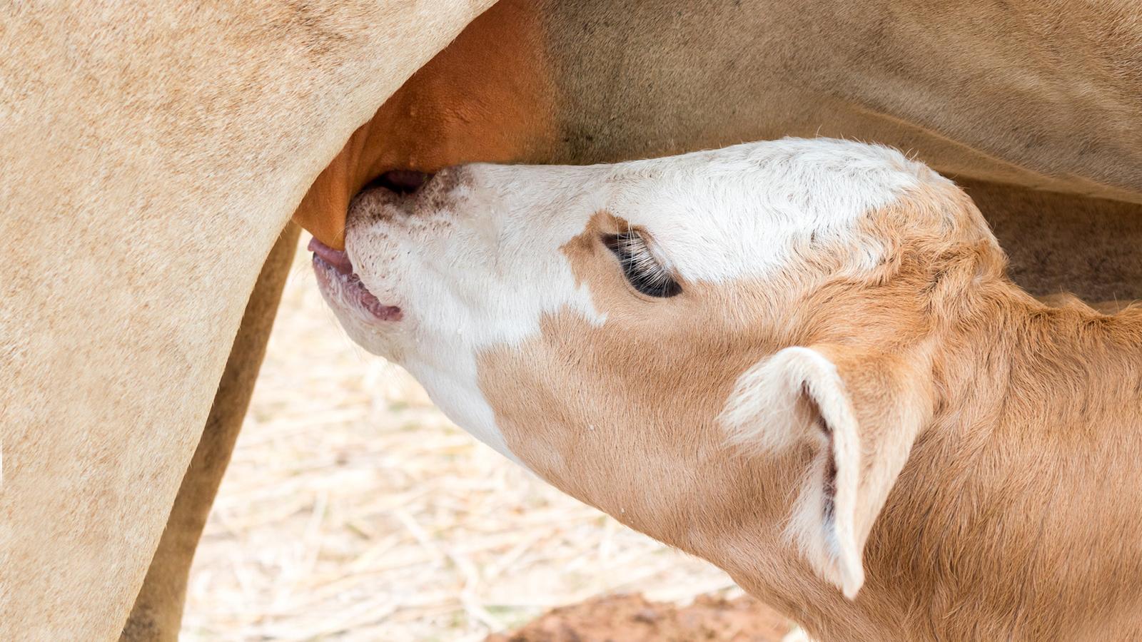 A colostrum különféle növekedési faktorokat tartalmaz