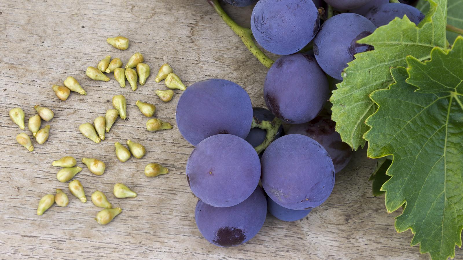 A szőlőmag antioxidánsai megvédenek a ráktól, az érelmeszesedéstől, erősítik az immunrendszert