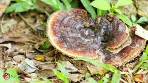 A halhatatlanság gombája – A pecsétviaszgomba hatása
