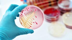 Az E. coli-fertőzés ellen segít a bioaktív üveg