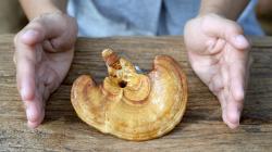 Pecsétviaszgomba (Ganoderma lucidum) hatása, fogyasztása